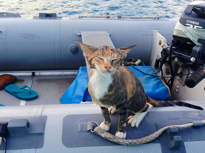 navegar-mundo-barco-gato-amelia-liz-clark (3)