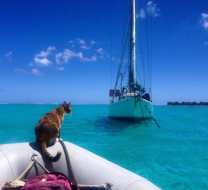 navegar-mundo-barco-gato-amelia-liz-clark (4)