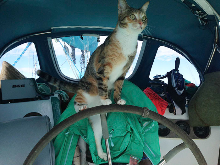 navegar-mundo-barco-gato-amelia-liz-clark (7)