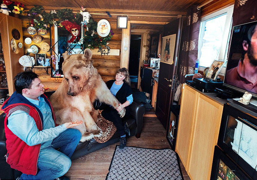 oso-adoptado-stepan-familia-rusa (1)