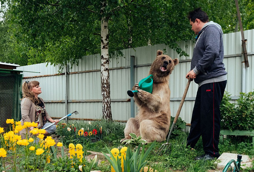 oso-adoptado-stepan-familia-rusa (7)