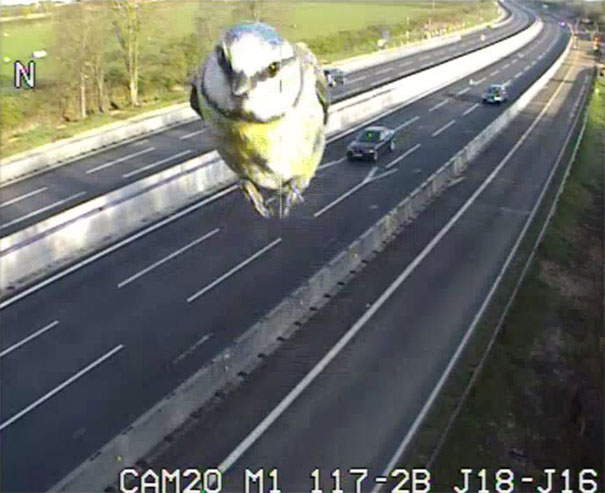 pajaro-camara-trafico