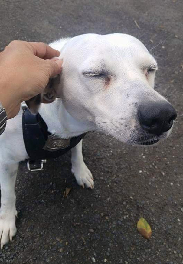 perro-callejero-gorgi-adoptado-policia-puerto-rico (4)