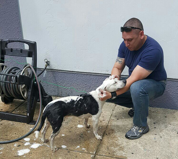perro-callejero-gorgi-adoptado-policia-puerto-rico (5)