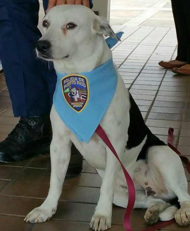 perro-callejero-gorgi-adoptado-policia-puerto-rico (7)