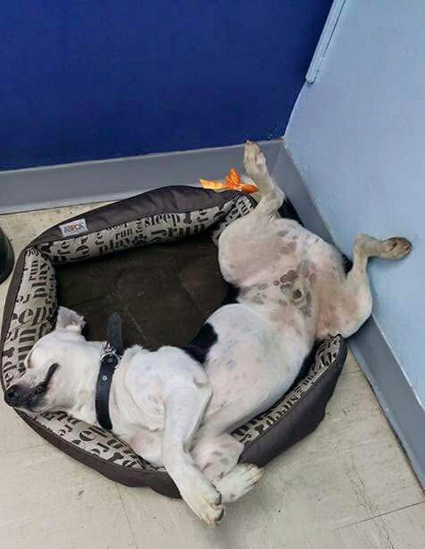 perro-callejero-gorgi-adoptado-policia-puerto-rico (9)