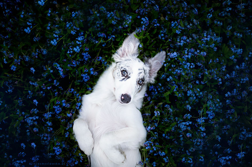 retratos-perros-alicja-zmyslowska-2 (1)