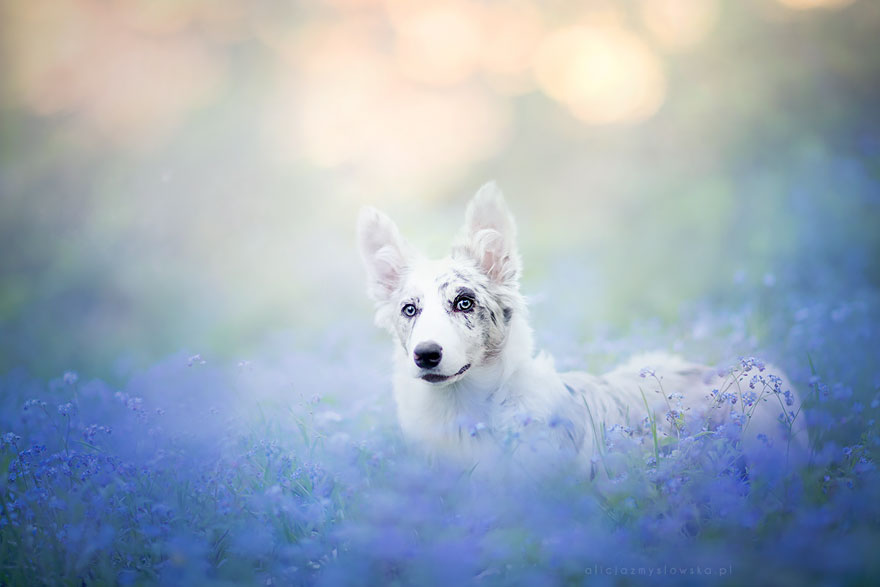 retratos-perros-alicja-zmyslowska-2 (2)