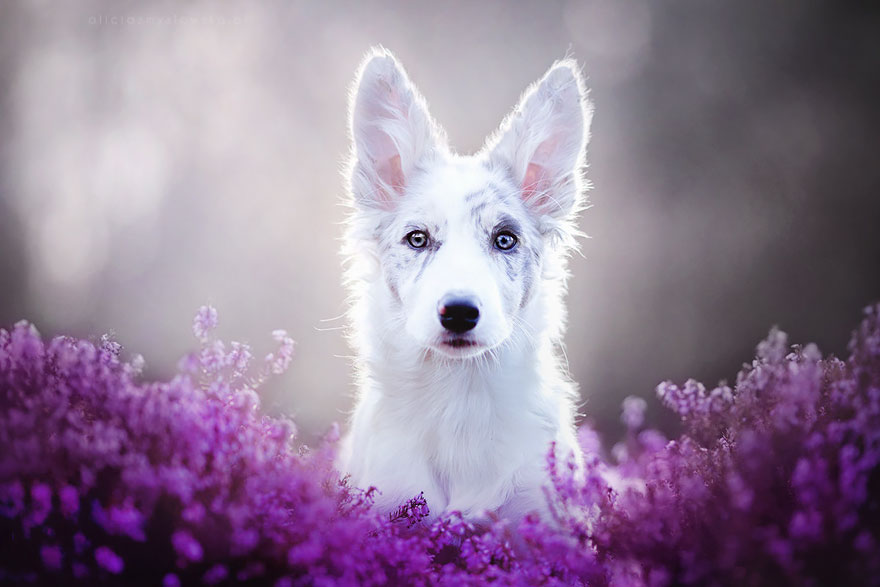 retratos-perros-alicja-zmyslowska-2 (3)