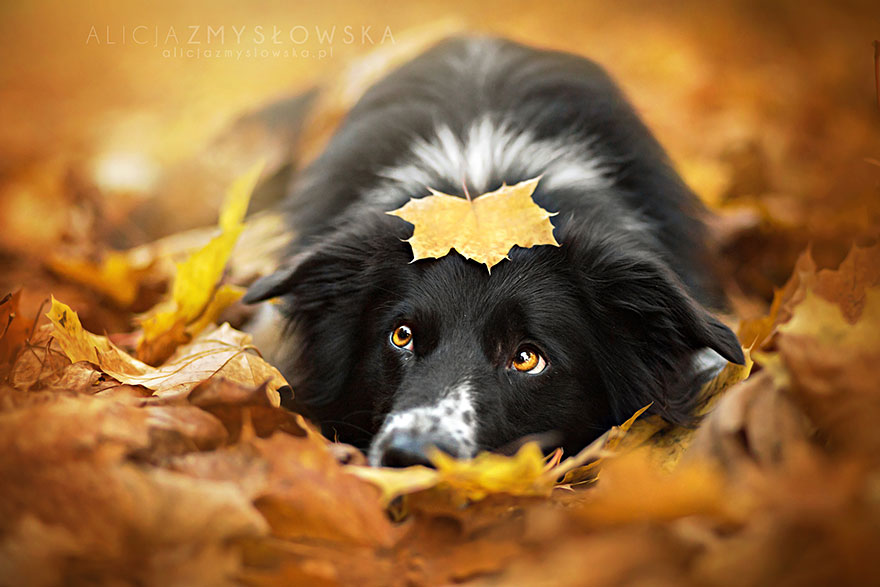 retratos-perros-alicja-zmyslowska-2 (5)