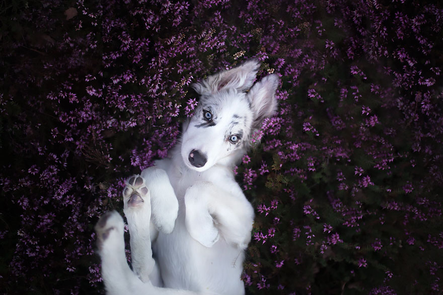 retratos-perros-alicja-zmyslowska-2 (9)