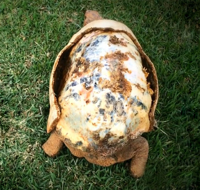 tortuga-freddy-caparazon-3d-animal-avengers (1)