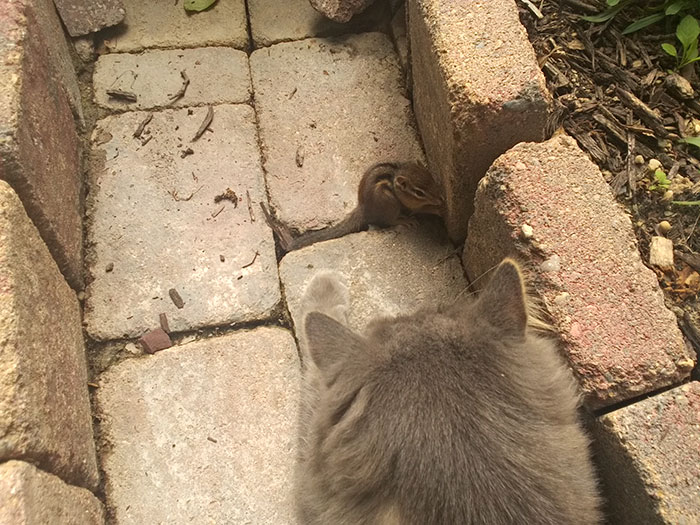 amistad-animal-gato-ardilla-listada (1)