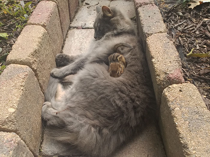 amistad-animal-gato-ardilla-listada (2)