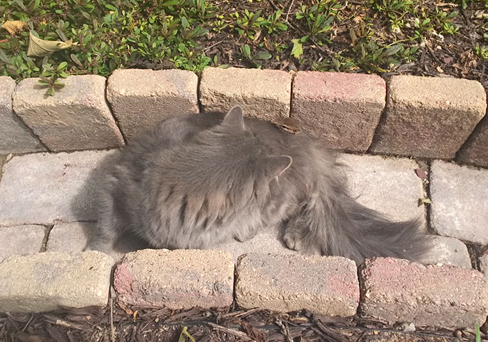 amistad-animal-gato-ardilla-listada (3)