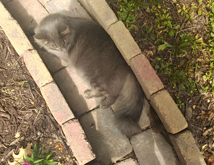 amistad-animal-gato-ardilla-listada (5)