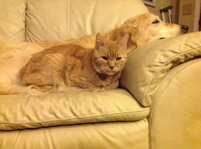 amistad-perro-forsberg-gato-maxwell (1)