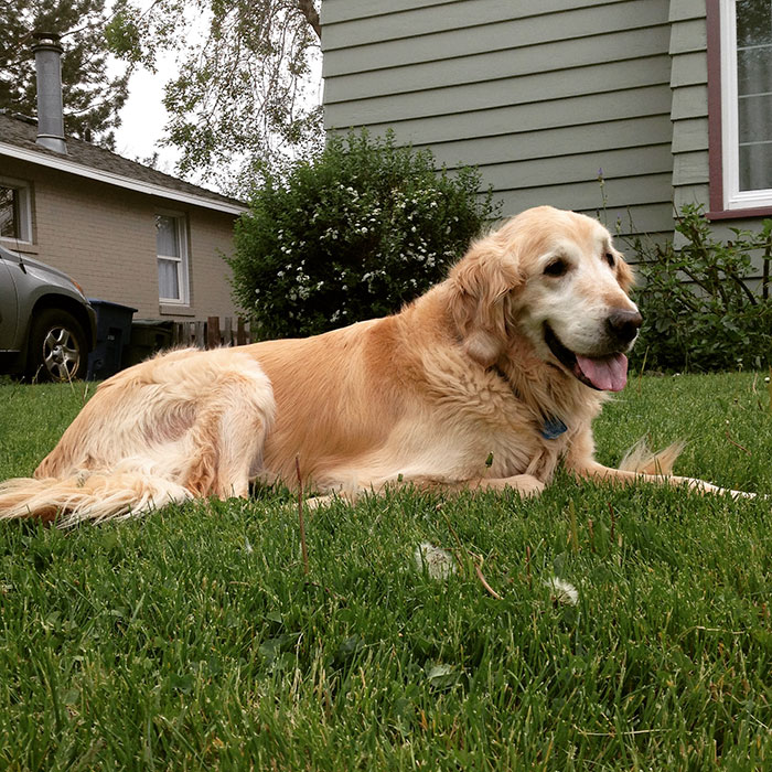 amistad-perro-forsberg-gato-maxwell (2)