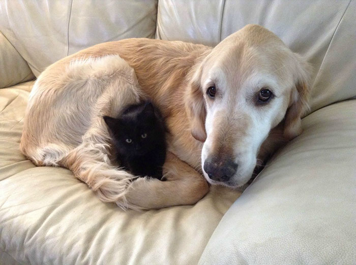 amistad-perro-forsberg-gato-maxwell (3)