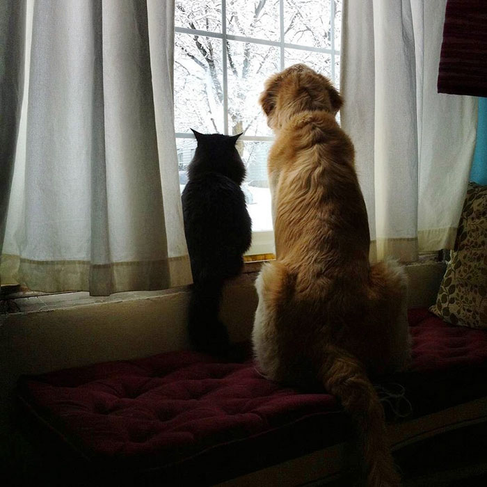 amistad-perro-forsberg-gato-maxwell (5)