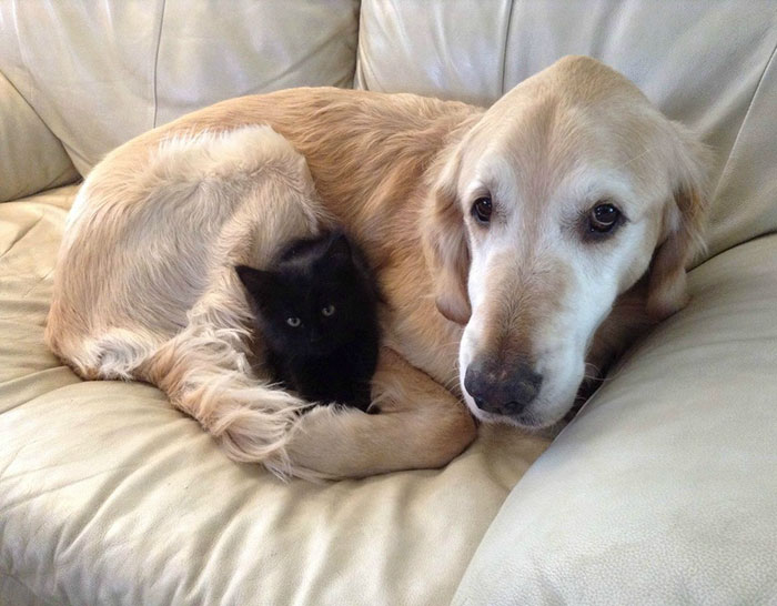 Este perro perdió a su compañero gato a causa del cáncer, así que le buscaron un nuevo amigo