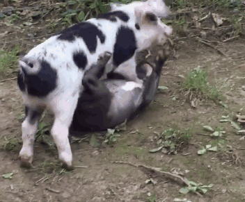 amistad-perro-keeva-cerdito-peanut (1)