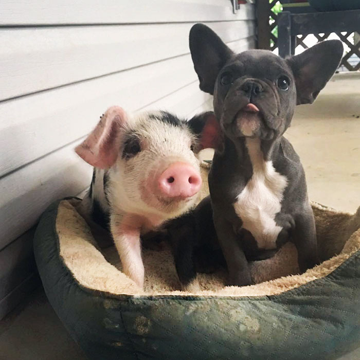 amistad-perro-keeva-cerdito-peanut (1)