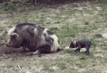 amistad-perro-keeva-cerdito-peanut (2)