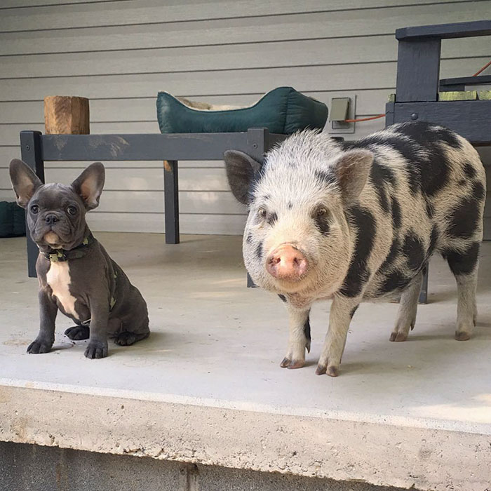 amistad-perro-keeva-cerdito-peanut (2)