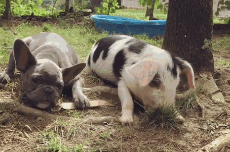 amistad-perro-keeva-cerdito-peanut (3)