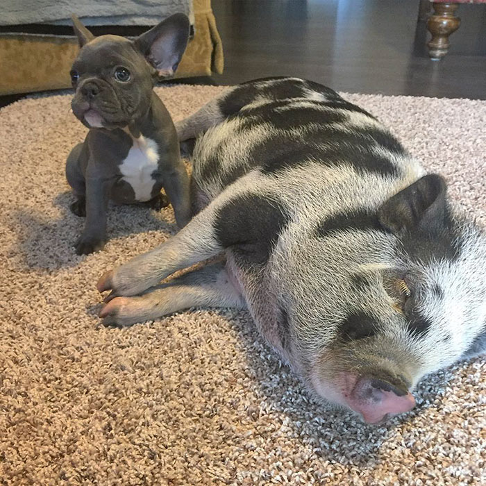 amistad-perro-keeva-cerdito-peanut (3)