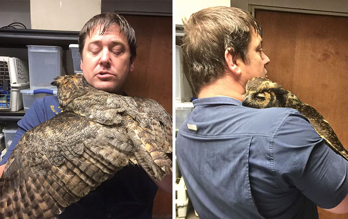 Este búho reconoce al hombre que lo salvó y le da un sentido abrazo