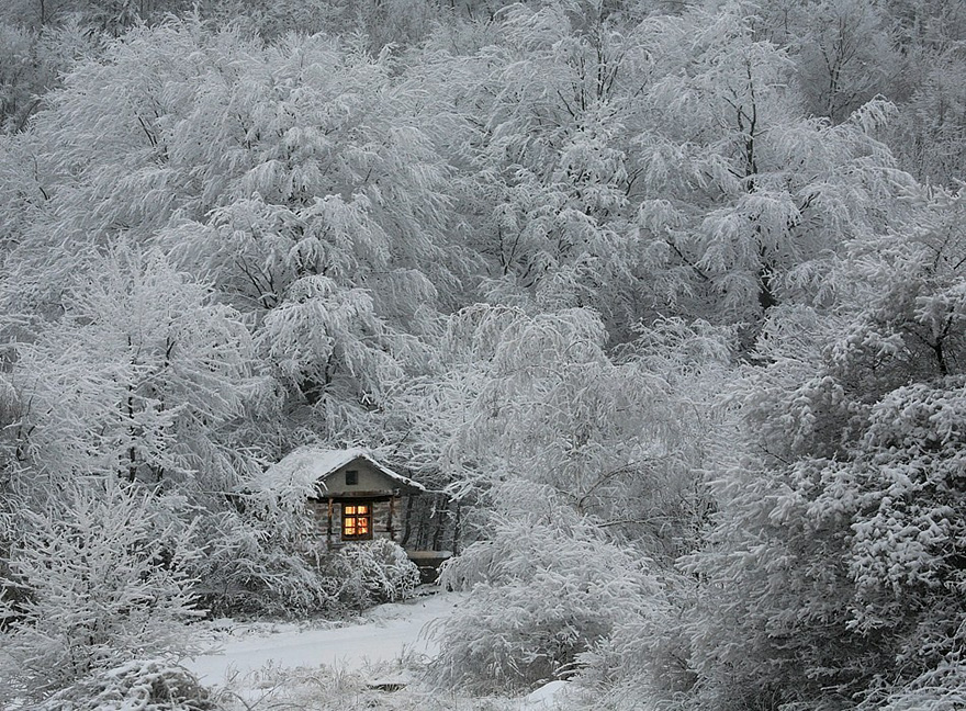 cabanas-perdidas-bosque (1)