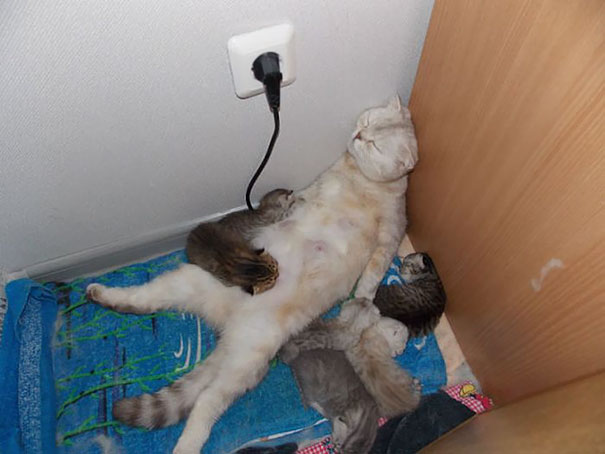 expresiones-animales-maternidad-humor (10)
