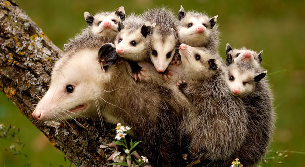 expresiones-animales-maternidad-humor (6)