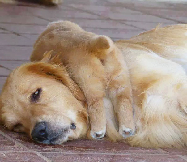 expresiones-animales-maternidad-humor (7)