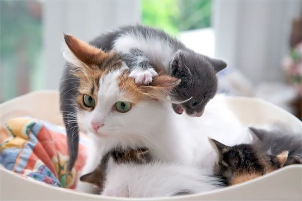 expresiones-animales-maternidad-humor (8)