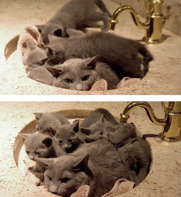 expresiones-animales-maternidad-humor (9)