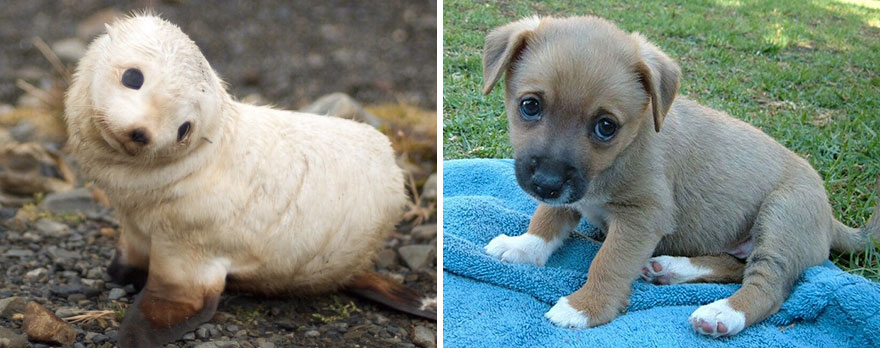 focas-parecen-perros (11)