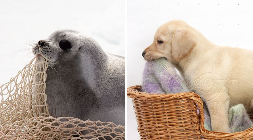 focas-parecen-perros (13)