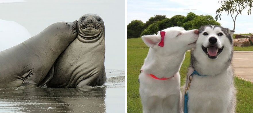 focas-parecen-perros (15)