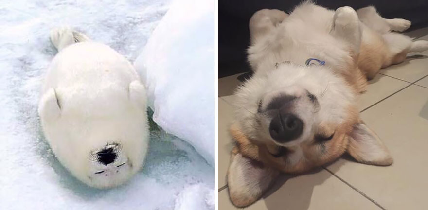 focas-parecen-perros (17)