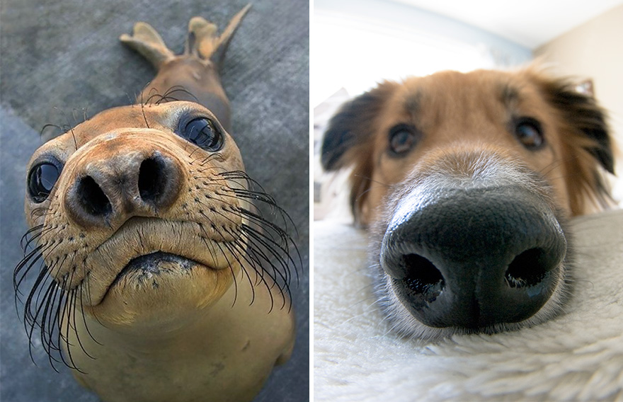 focas-parecen-perros (2)
