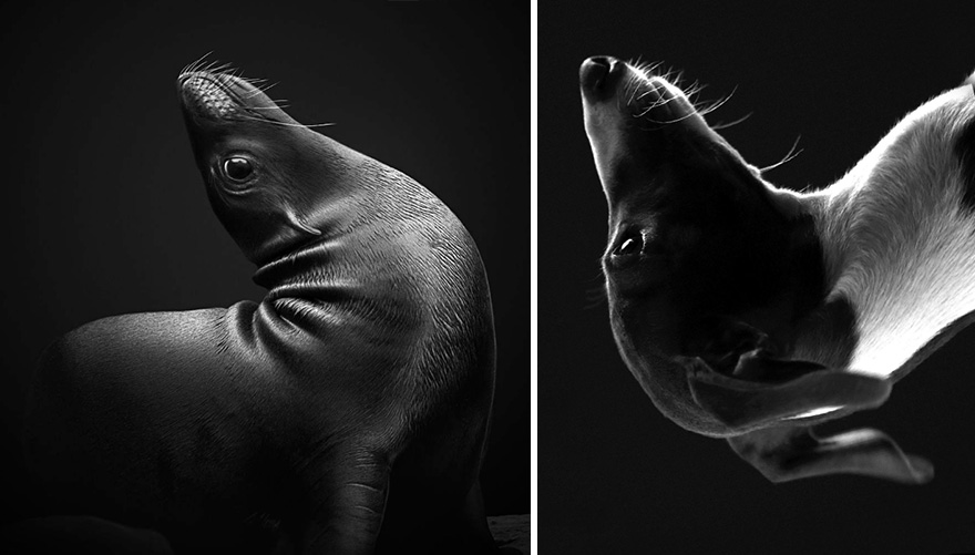 focas-parecen-perros (24)