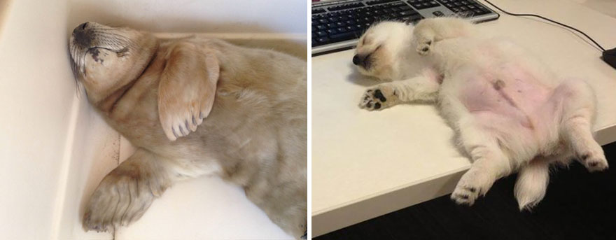 focas-parecen-perros (31)