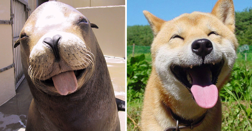 focas-parecen-perros (33)