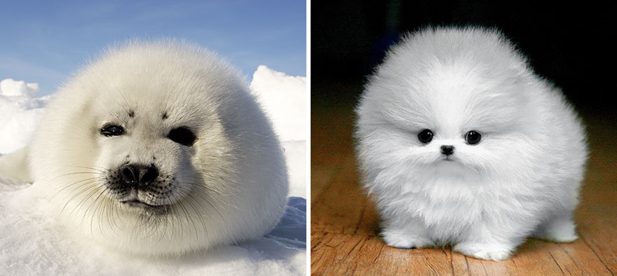 focas-parecen-perros (5)