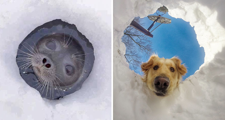 focas-parecen-perros (7)