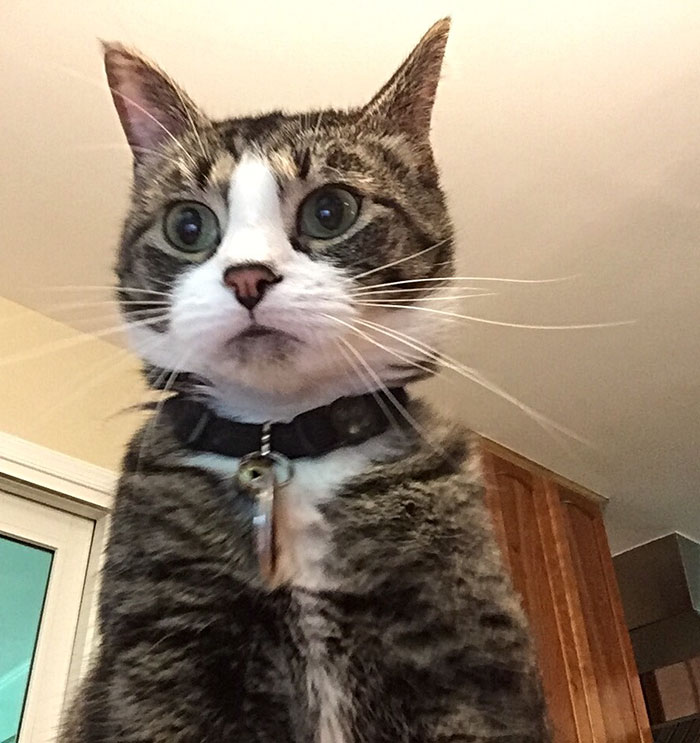 foto-gato-contrasena-incorrecta-portatil