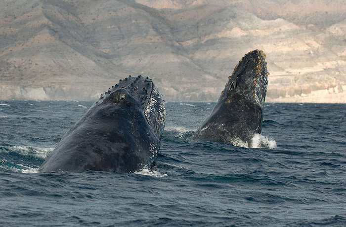 fotografia-cetaceos-ballenas-delfines-christopher-swann (1)